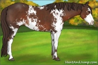 Horse Color:Liver Chestnut Sabino 