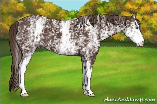 Horse Color: White Spotted Liver Chestnut 