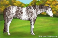 Horse Color:White Spotted Liver Chestnut 