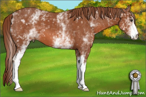 Horse Color: White Spotted Liver Chestnut 