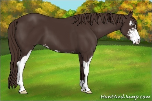 Horse Color: Liver Chestnut Sabino 