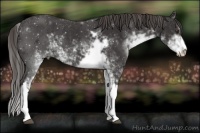 Horse Color:Liver Chestnut Sabino 