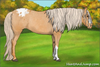 Horse Color:Palomino Blanket Rabicano 