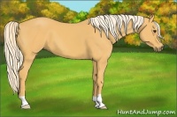 Horse Color:Palomino 