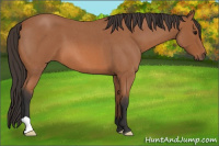 Horse Color:Bay Roan 