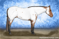 Horse Color:Bay Appaloosa 