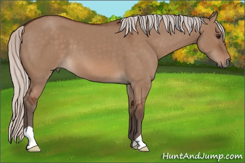 Horse Color: Unknown 