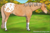 Horse Color:Chocolate Palomino Appaloosa 