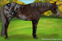 Horse Color:ERROR: UNKNOWN ANOMALY