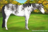 Horse Color:White Spotted Grullo Sabino 
