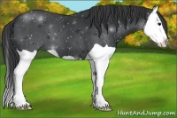 Horse Color:Black Splash 