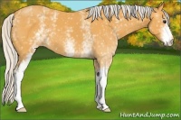 Horse Color:White Spotted Silver Buckskin 
