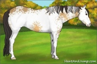 Horse Color:White Spotted Buckskin Dun 
