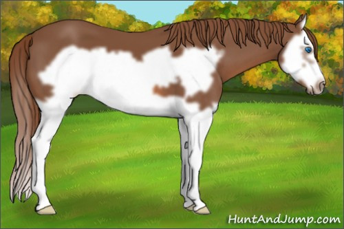Horse Color: Unknown 