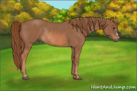 Horse Color:Chestnut Rabicano 