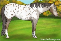Horse Color:Gray Classic Cream Champagne Appaloosa