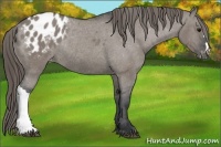 Horse Color:Grullo Blanket Rabicano 