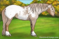 Horse Color:Gray Palomino Appaloosa