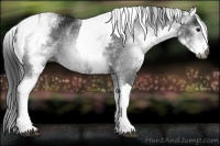 Horse Color:Gray White Spotted Black Tobiano Blanket Rabicano