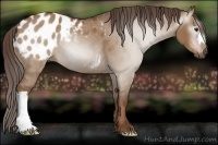 Horse Color:Gray Red Dun Appaloosa 