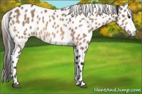 Horse Color:Brown Dun Leopard 