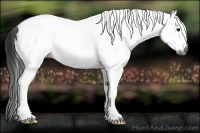 Horse Color:Gray White Spotted Black Appaloosa 