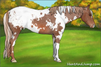 Horse Color:White Spotted Liver Chestnut Snowcap 