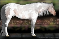 Horse Color:White Spotted Brown Roan 