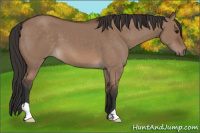 Horse Color:Bay Dun 