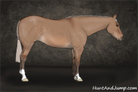 Horse Color:Silver Bay Dun 