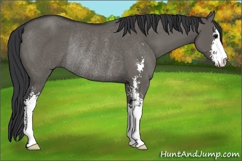 Horse Color:Grullo Sabino Rabicano 