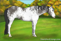 Horse Color:White Spotted Grullo 