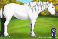 Horse Color:Gray White Spotted Buckskin 
