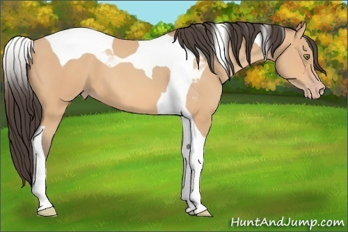 Horse Color:Amber Champagne Tobiano 