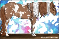 Horse Color:White Spotted Red Roan 