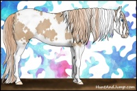 Horse Color:White Spotted Red Dun Splash Appaloosa