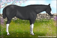 Horse Color:Black 