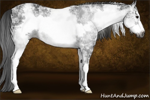 Horse Color:Gray White Spotted Black Ice Frame Rabicano 