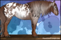 Horse Color:Gray Chestnut Sabino Appaloosa Rabicano