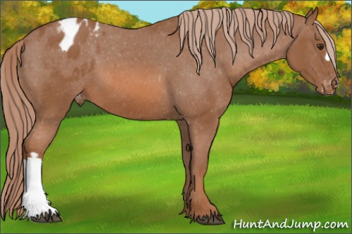 Horse Color: Liver Chestnut Blanket 