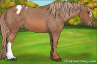 Horse Color:Liver Chestnut Appaloosa