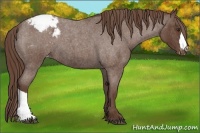 Horse Color:Liver Red Roan Snowcap 
