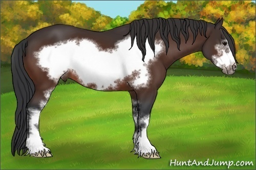 Horse Color: Bay Sabino Frame 
