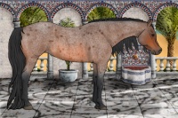 Horse Color:Bay Roan 