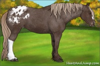 Horse Color:Liver Chestnut Appaloosa 