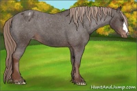 Horse Color:Liver Chestnut Appaloosa 