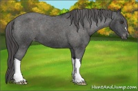 Horse Color:Liver Chestnut Appaloosa