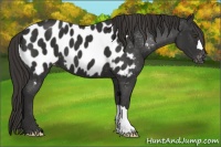 Horse Color:Liver Chestnut Appaloosa 