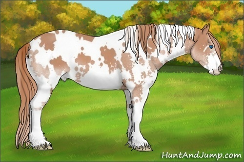 Horse Color: White Spotted Chestnut Splash 