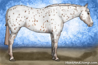 Horse Color:Chestnut Splash Appaloosa 